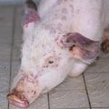 Tecken, symtom och behandling av grispasteurellos, förebyggande