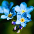 Description and cultivation of Alpine forget-me-not varieties, planting and care