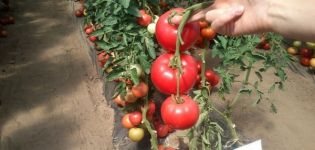 Beskrivning av tomatsorten Moulin Rouge, dess egenskaper och odling