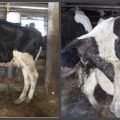 Πόσες ημέρες μια αγελάδα συνήθως έχει αιματηρή απόρριψη μετά τον τοκετό και τις ανωμαλίες