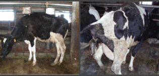 Hur många dagar har en ko normalt sett ett blodigt utsläpp efter kalvning och avvikelser