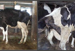 Combien de jours une vache a-t-elle un écoulement normal avec du sang après le vêlage et des anomalies