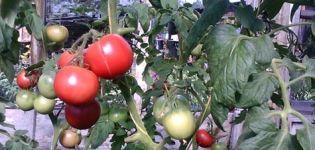 Egenskaper och beskrivning av tomatsorten Puzatiki