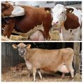 Príčiny výtoku u tehotnej kravy, norma a čo robiť, keď sa objaví hlien