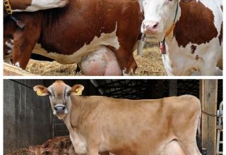 Causes of discharge in a pregnant cow, the norm and what to do when mucus appears