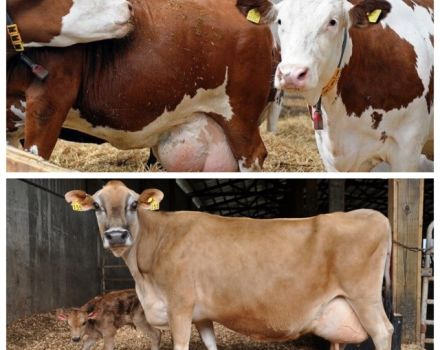 Išsiskyrimo su nėščia karve priežastys, norma ir ką daryti pasirodžius gleivėms