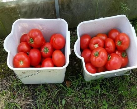Beskrivelse af tomatsorten Malika, funktioner i dyrkning og pleje