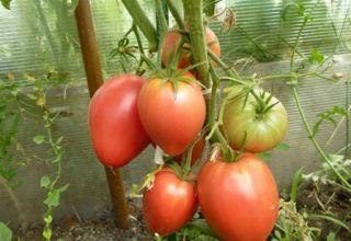 Χαρακτηριστικά και περιγραφή της ποικιλίας ντομάτας Cardinal, της απόδοσης και της καλλιέργειάς της
