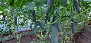 Kodėl šiltnamyje ir sode agurkai yra minkšti ir tiršti, ką daryti?