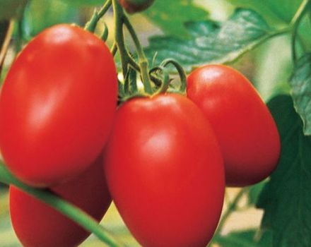 Hibridinių pomidorų veislės „Yaki F1“ aprašymas ir savybės