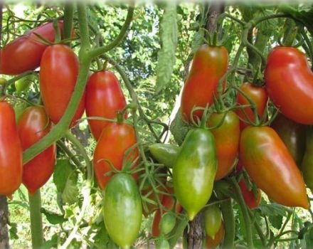 Geriausios ir produktyviausios pomidorų veislės Sibire šiltnamyje