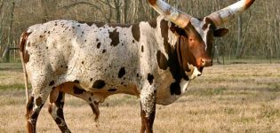 Description of 3 breeds of African cows, care and breeding of cattle