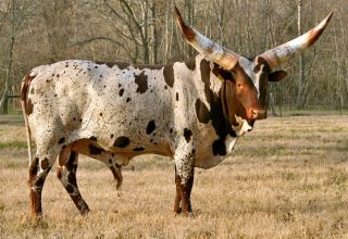 Опис 3 пасмине афричких крава, збрињавање и узгој говеда
