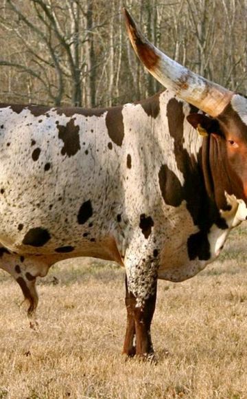 Beskrivelse af 3 racer af afrikanske køer, pleje og avl af kvæg