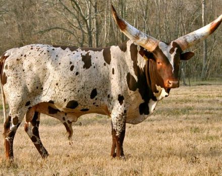 3 veislių afrikinių karvių aprašymas, galvijų priežiūra ir veisimas