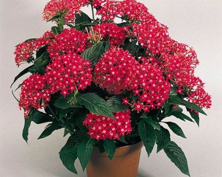 Beschrijving van de beste variëteiten van pentasa-bloem, groeiend uit zaden en zorgregels