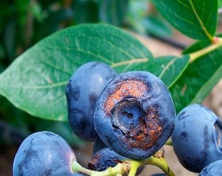 Varför blåbär inte bär frukt och vad man ska göra, skäl och lösningar