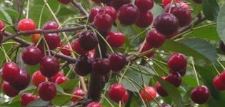 Rovesnitsa-kirsikkalajikkeiden kuvaus ja ominaisuudet, historia ja viljelyominaisuudet