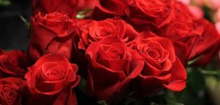 Descripción y características de la variedad de rosas Libertad, reglas de plantación y cuidado.