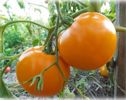 Pomidorų veislės Monastyrskaya rupinių charakteristikos ir aprašymas, derlius