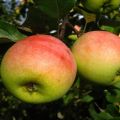 Descripción de la variedad de manzanos Pobeda (Chernenko) y características de rendimiento.