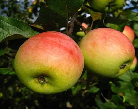 Опис сорте јабука Победа (Цхерненко) и карактеристике приноса