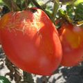 Beskrivning av den Trans nya tomatvariationen, dess egenskaper och utbyte