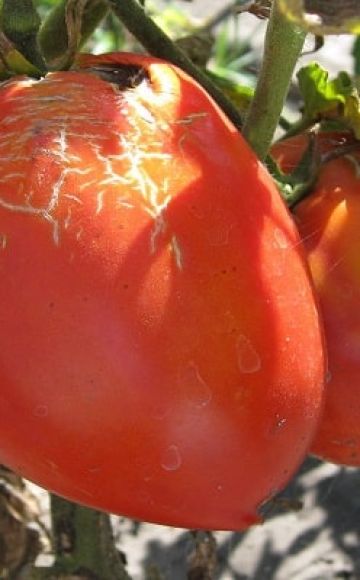 Popis nové odrůdy rajčat Trans, její vlastnosti a výnos