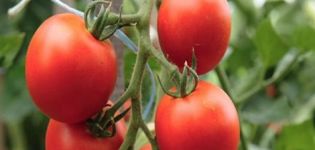 Produktivitāte ar tomātu šķirnes Kostroma īpašībām un aprakstu