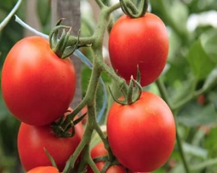 Produktivitet med egenskaper och beskrivning av tomatsorten Kostroma