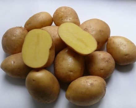 Kolombo bulvių veislės aprašymas, auginimo ir priežiūros ypatybės