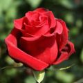 Opis a charakteristika ruží, výsadby a starostlivosti o ruže Pierre de Ronsard