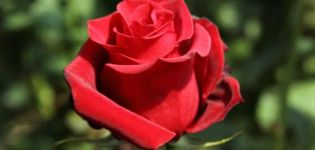 Beschrijving en kenmerken van Pierre de Ronsard-rozen, planten en verzorgen