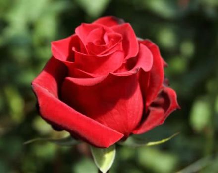 Description and characteristics of Pierre de Ronsard roses, planting and care