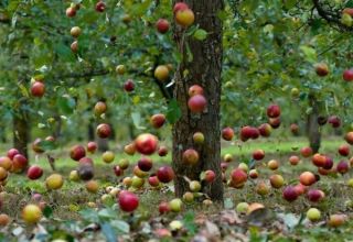 The reasons why the plum falls before it ripens and what to do