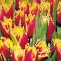 Opis skorých a neskorých dvojitých tulipánov, výsadby a starostlivosti o rastliny