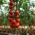 Hvornår planter man frøplanter, og hvordan man dyrker cherrytomater udendørs og i et drivhus