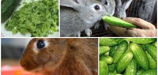 Is het mogelijk en hoe u konijnen op de juiste manier komkommers geeft, de voordelen en nadelen van groenten