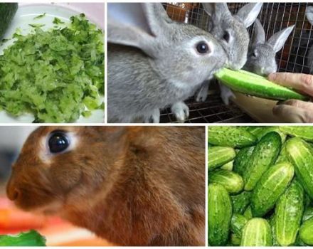 Is it possible and how to properly give rabbits cucumbers, the benefits and harms of a vegetable