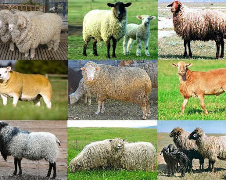 Namn och egenskaper hos de bästa och stora kött fårraserna, avel