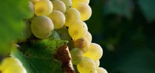 Description and characteristics of the Aligote grape variety, pros and cons and growing rules