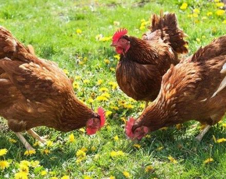 Description and characteristics of chickens of the Brown Nick breed, features of the content