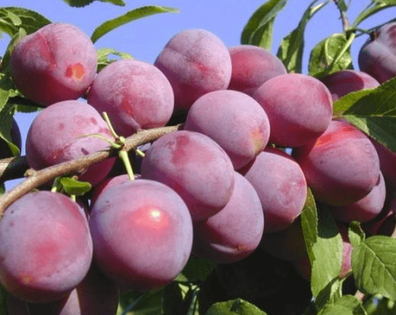 Come piantare, coltivare e prendersi cura della ciliegia prugna, selezione delle varietà