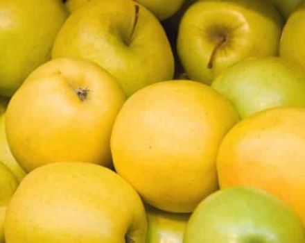 Mô tả và đặc điểm chính của giống táo vụ thu đông Limonka
