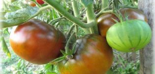 Beskrivning av Qingdao-tomatsorten, dess utbyte och odling