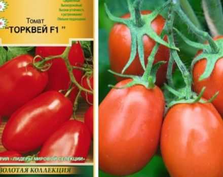 Torquay tomātu šķirnes un tās īpašību apraksts