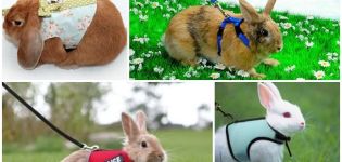 Typer av selar för kaniner och hur man gör det själv, hur man går