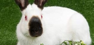 Descripción y características de la raza de conejos del Himalaya, mantenimiento y cuidado.