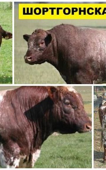 Popis a charakteristika krav krátkosrstých plemen, pravidla chovu