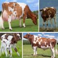 Beskrivelse og karakteristika for Ayrshire-køerassen, fordele og ulemper ved kvæg og pleje